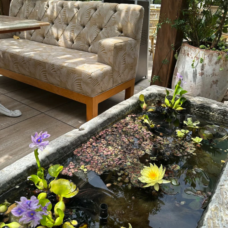 The courtyard water garden with lilies beside the banquette
