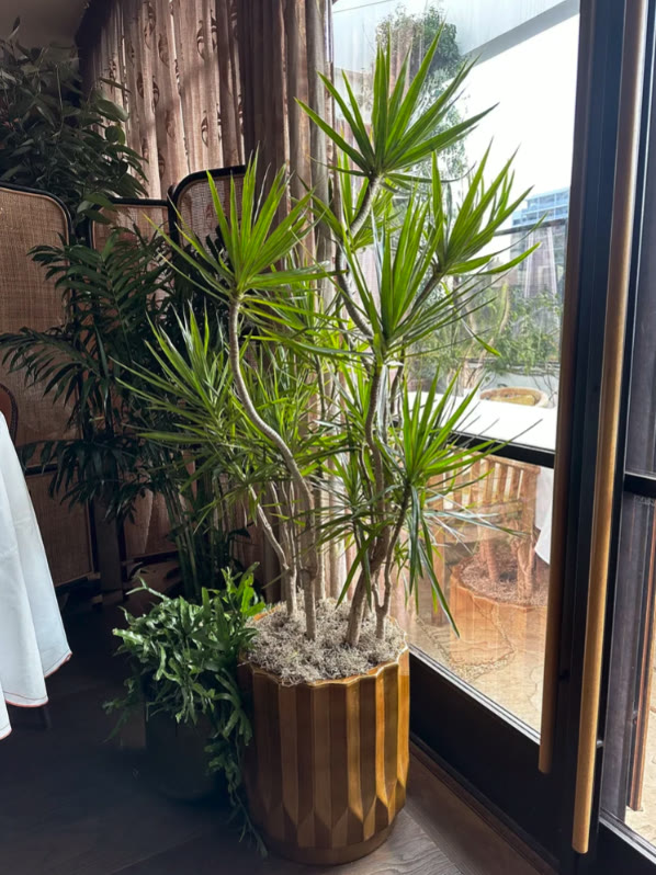 Dracaena in a fluted planter beside the window