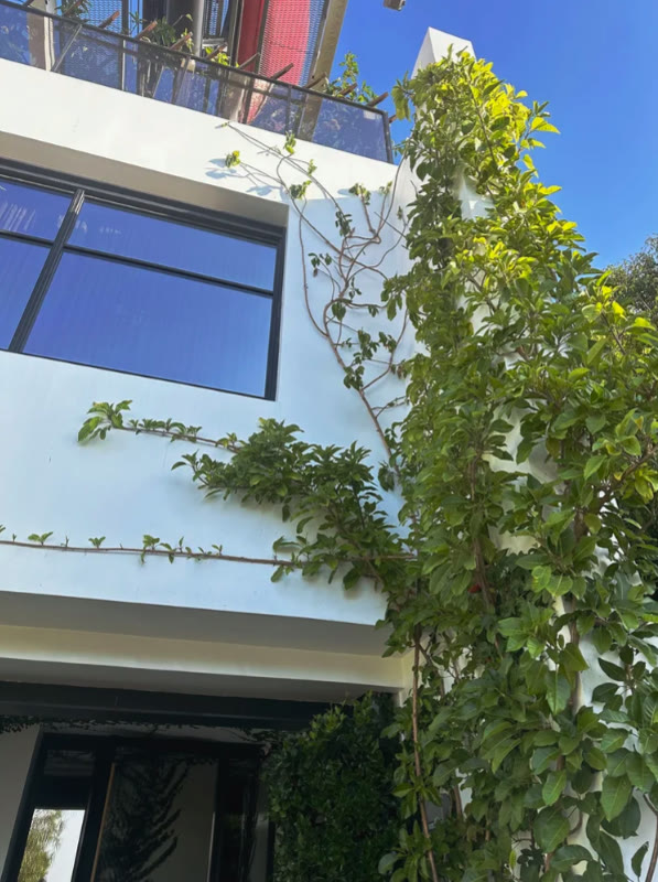 Climbing vine tracing the white facade
