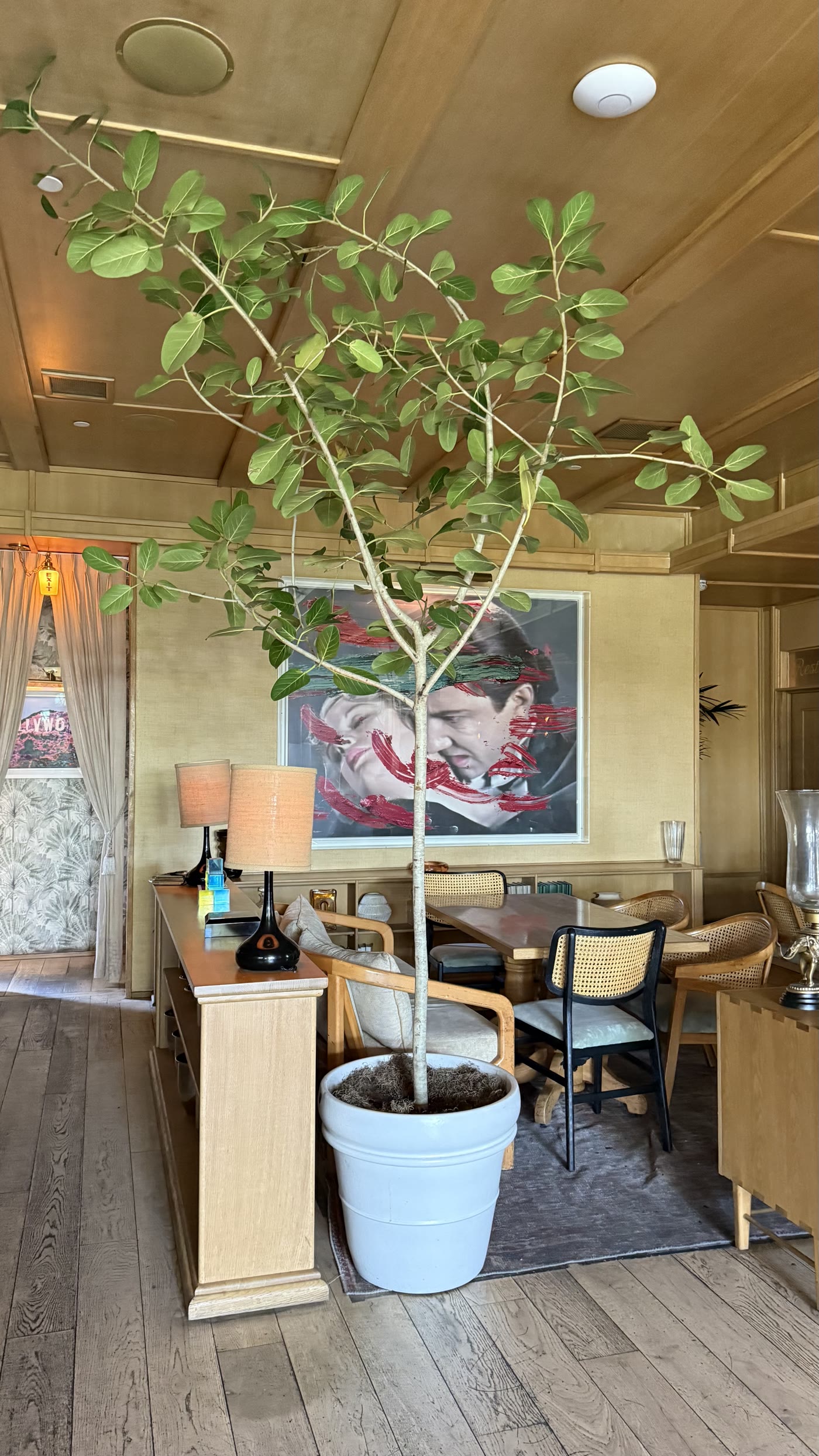 Schefflera arching over the bar