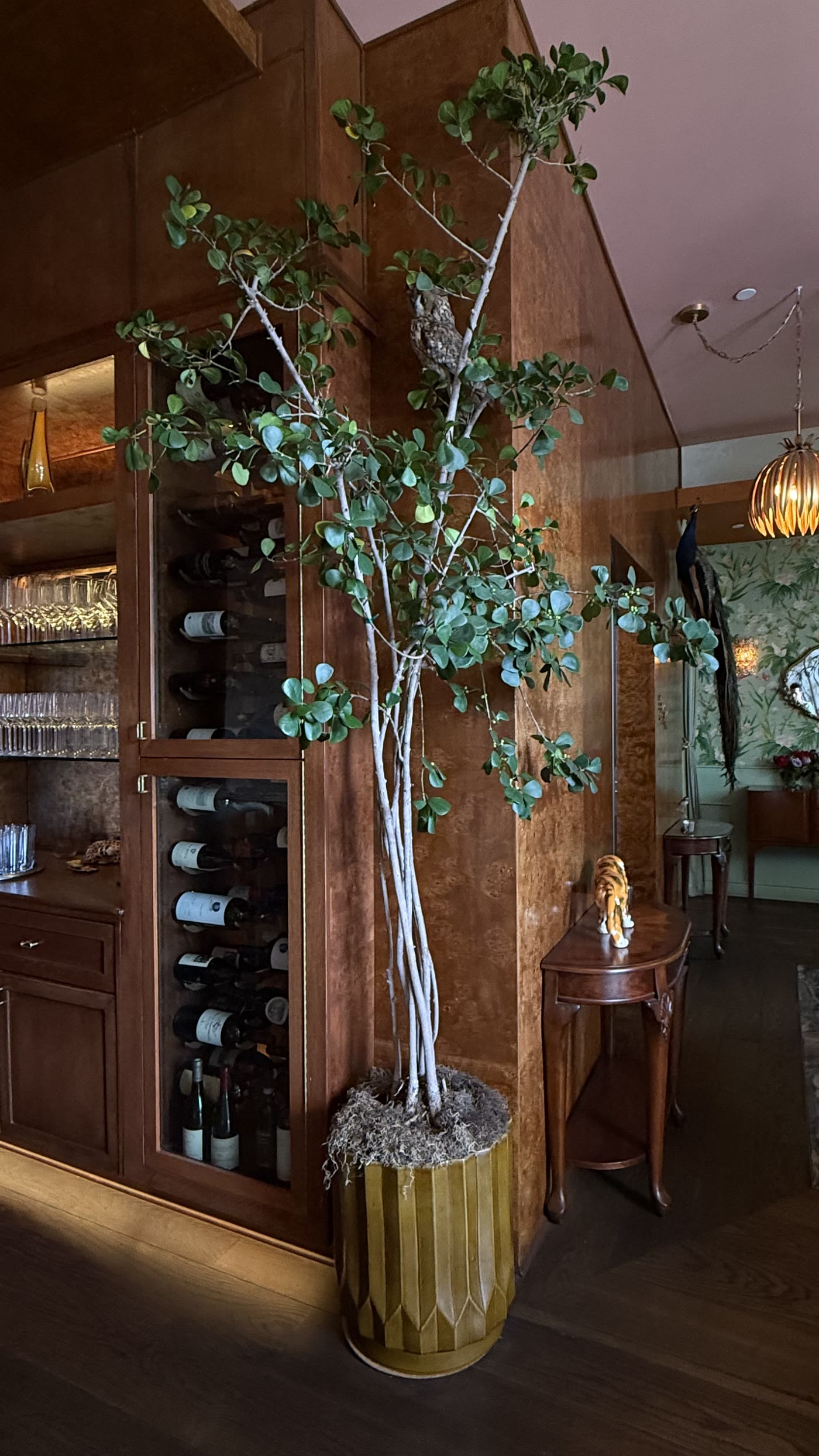 An olive tree beside the wine cabinet