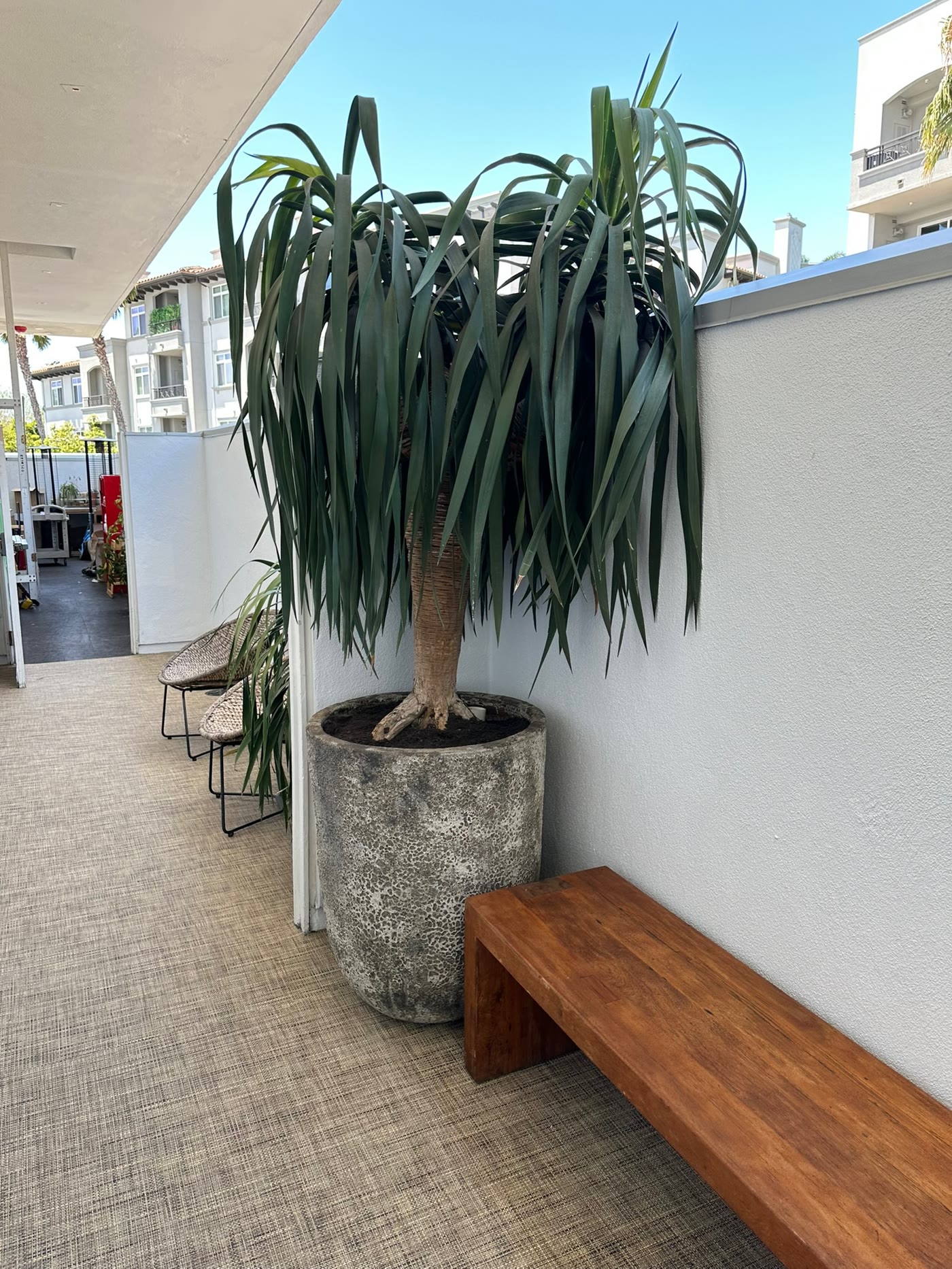 Ponytail palm anchoring the dining terrace