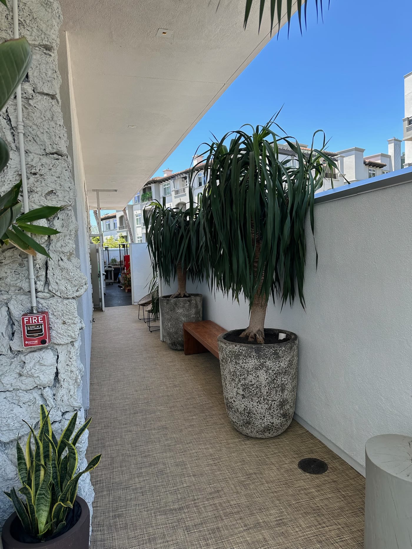 Ponytail palm and bench at the terrace entry