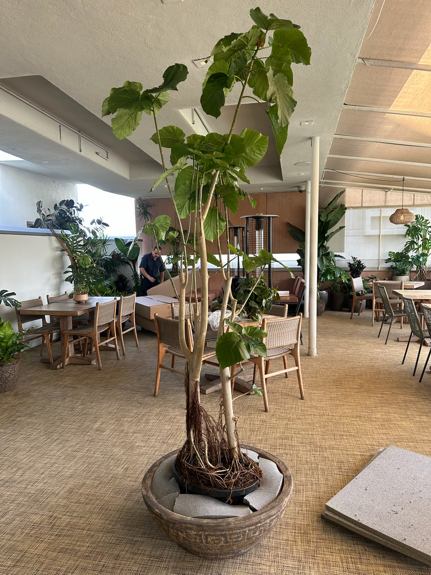 Dining tables beneath the climbing monstera columns