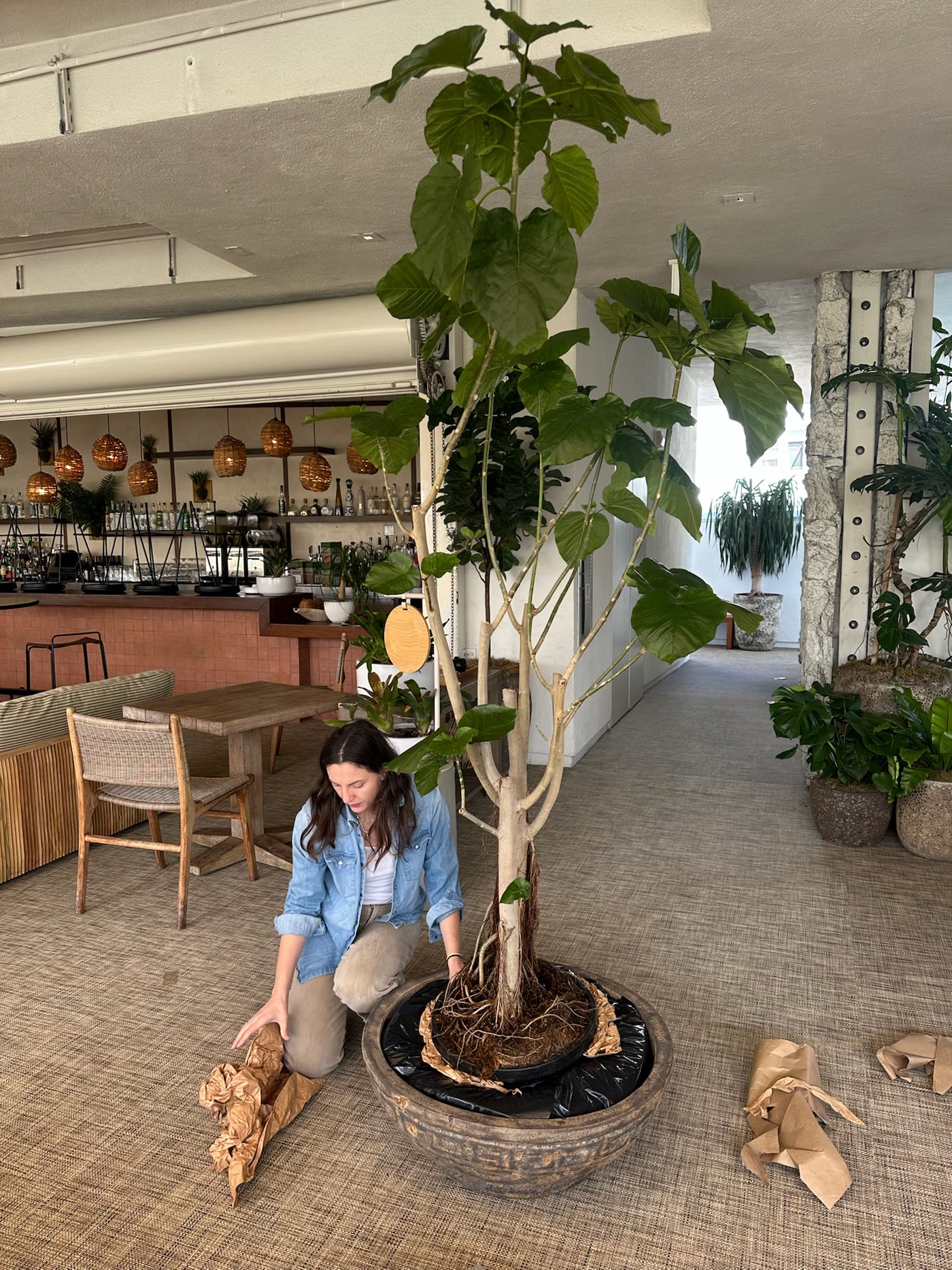 Woven pendants over the planted dining room