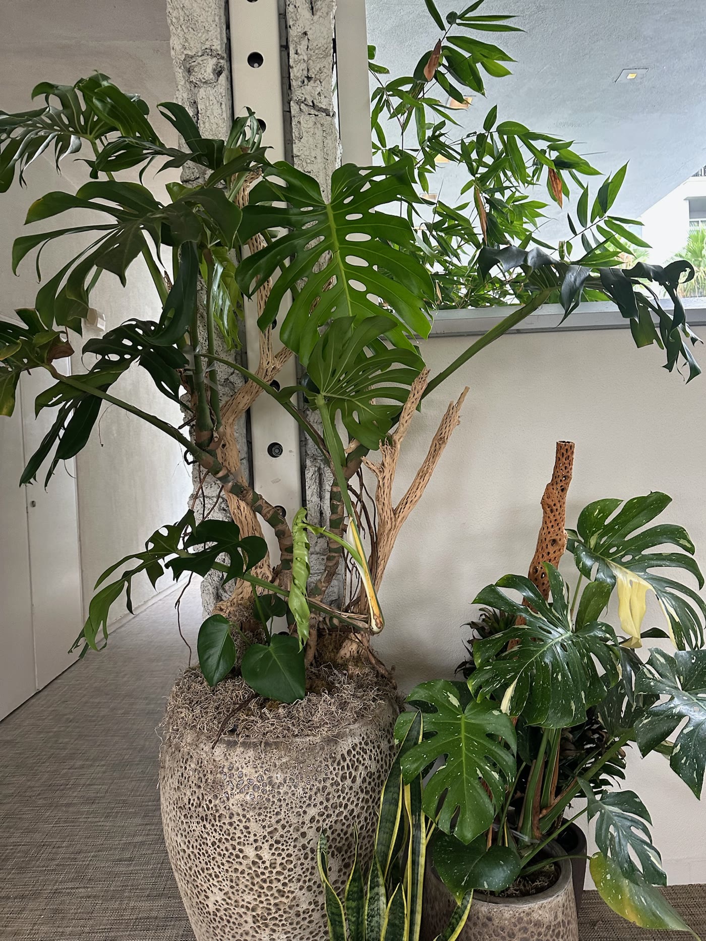 Monstera vines climbing the reclaimed wood posts