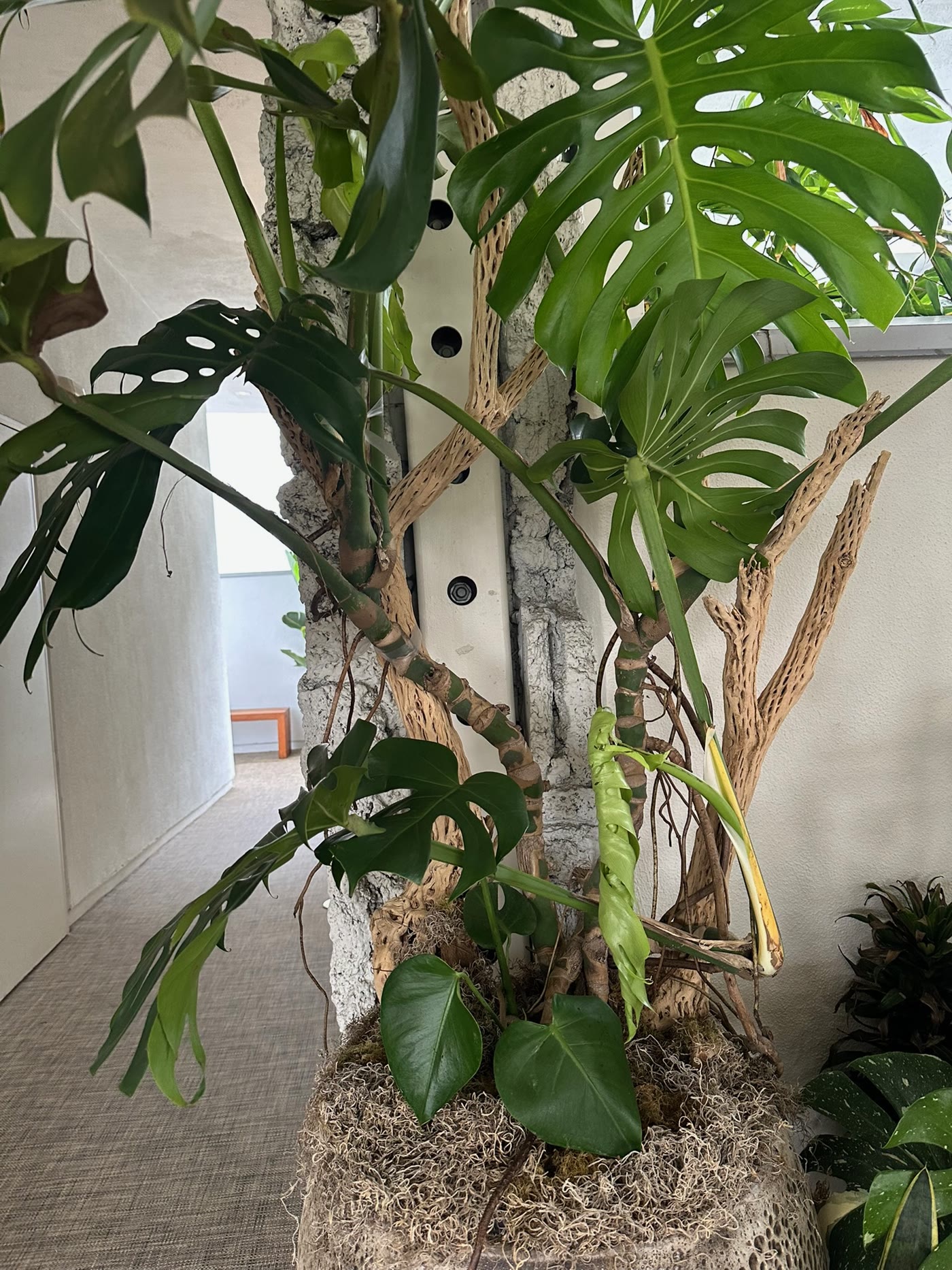 Monstera foliage detail on the trellis posts