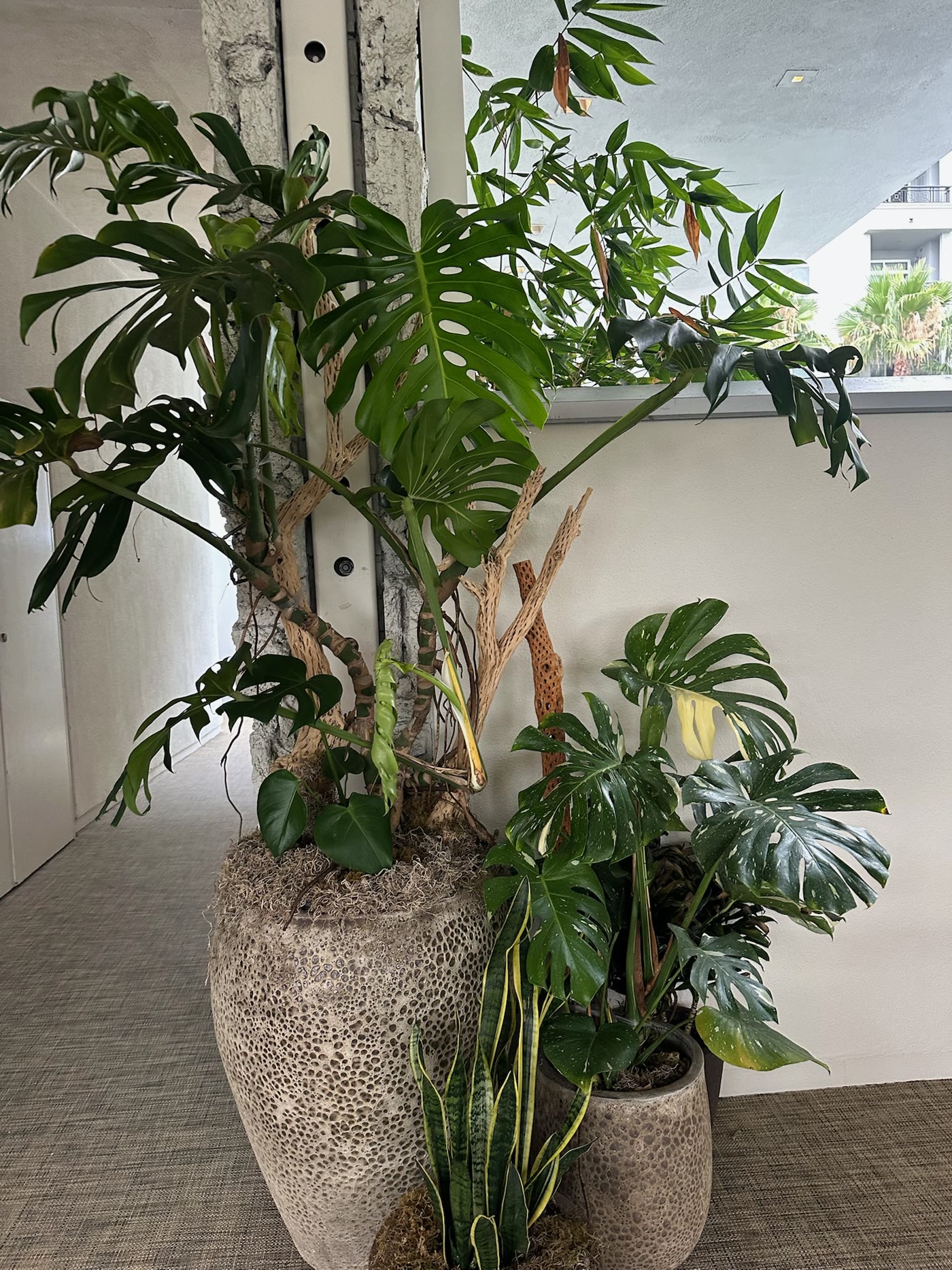 Layered monstera grouping against the white wall