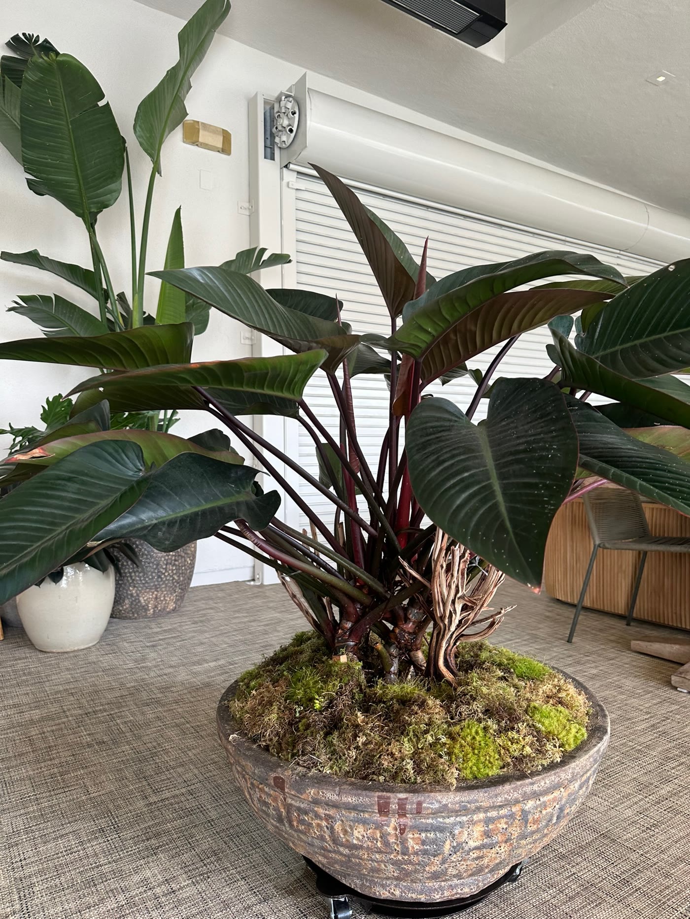 Strelitzia with burgundy foliage beside the banquette