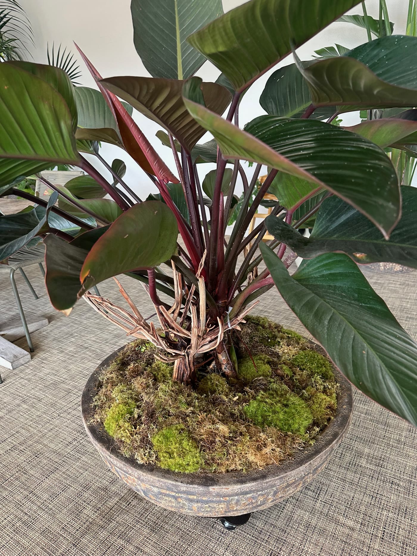Burgundy strelitzia foliage detail