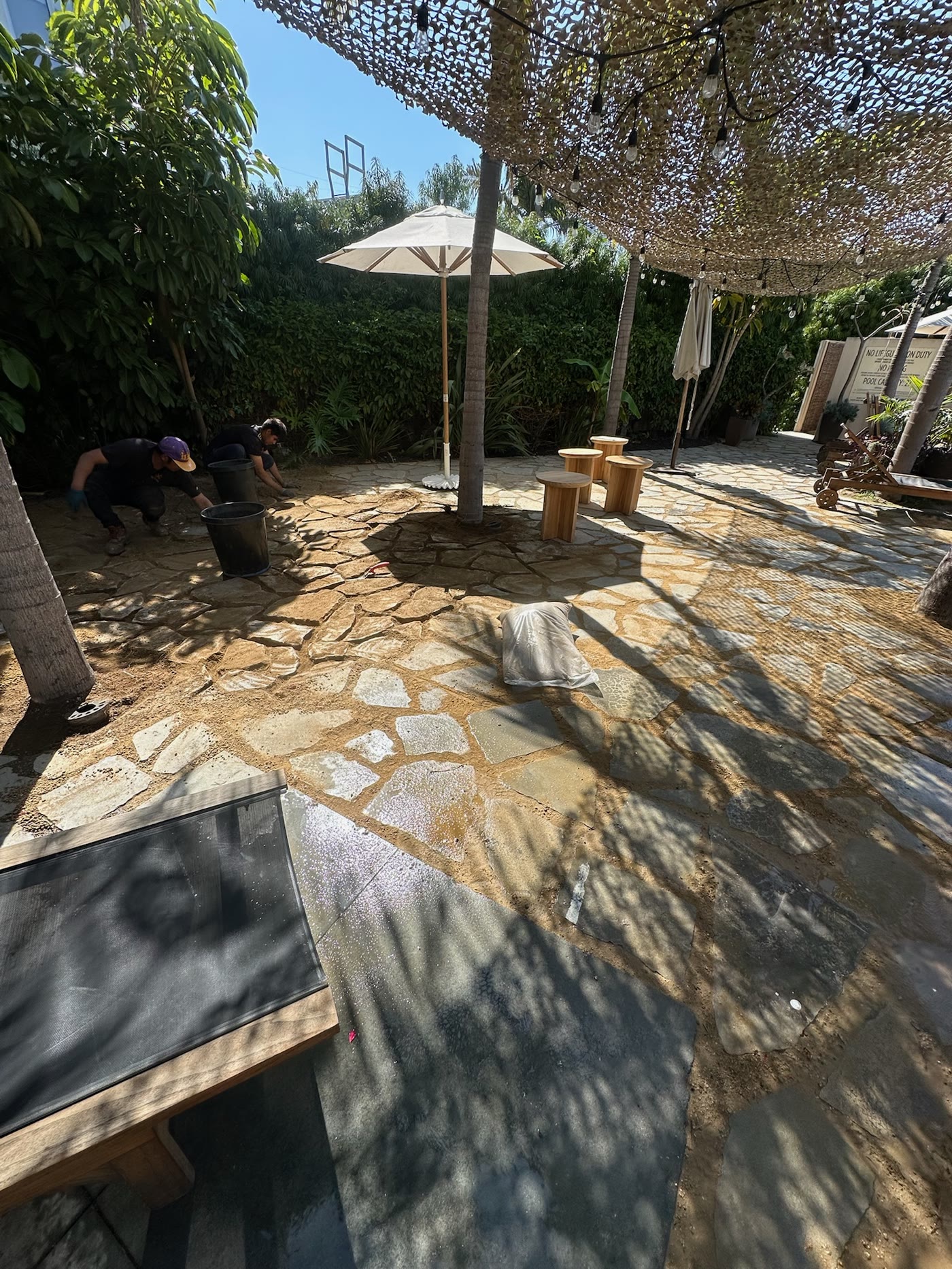 Flagstone patio shaded by the olive tree