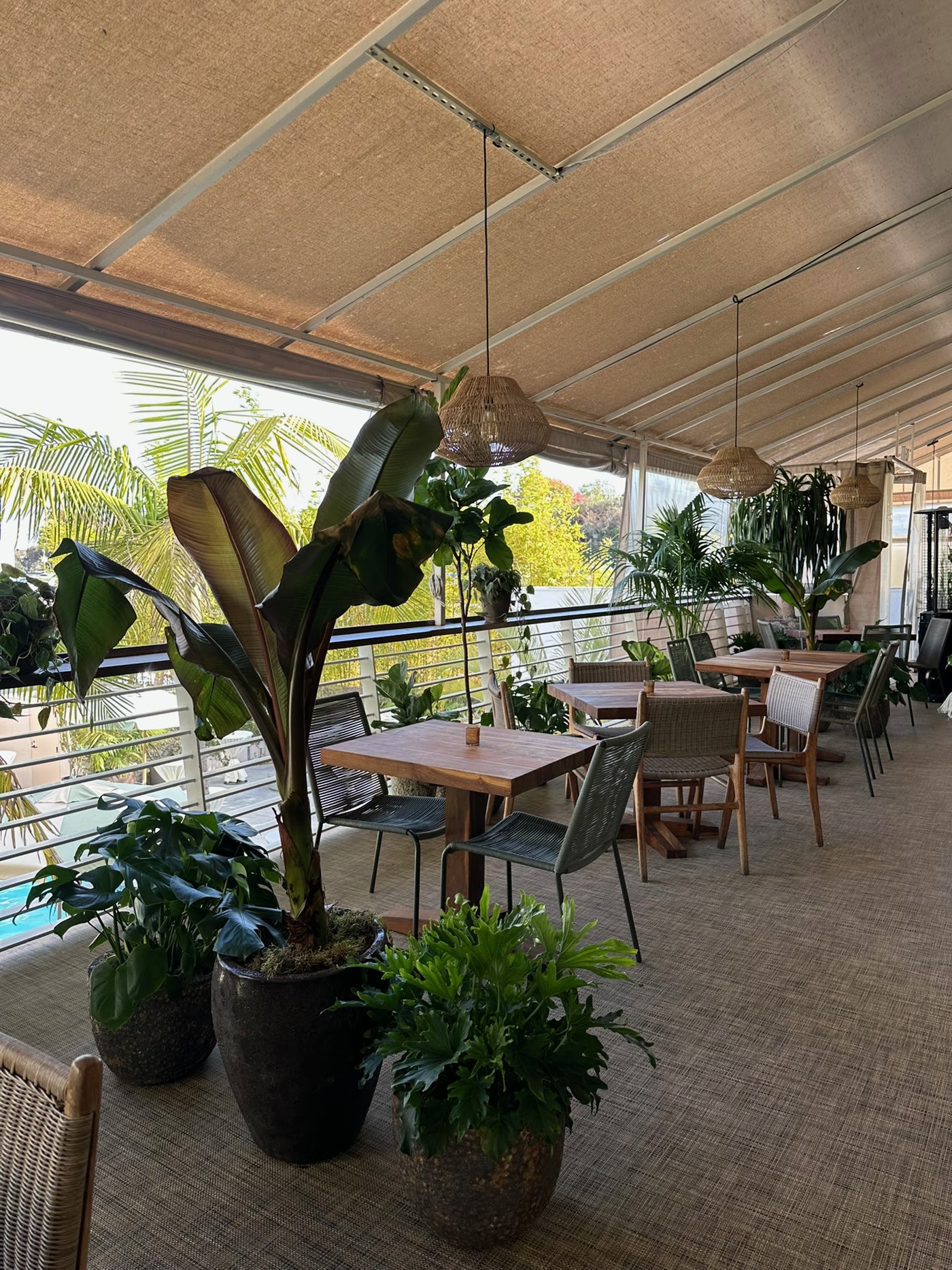 Strelitzia over the corner tables, palms beyond