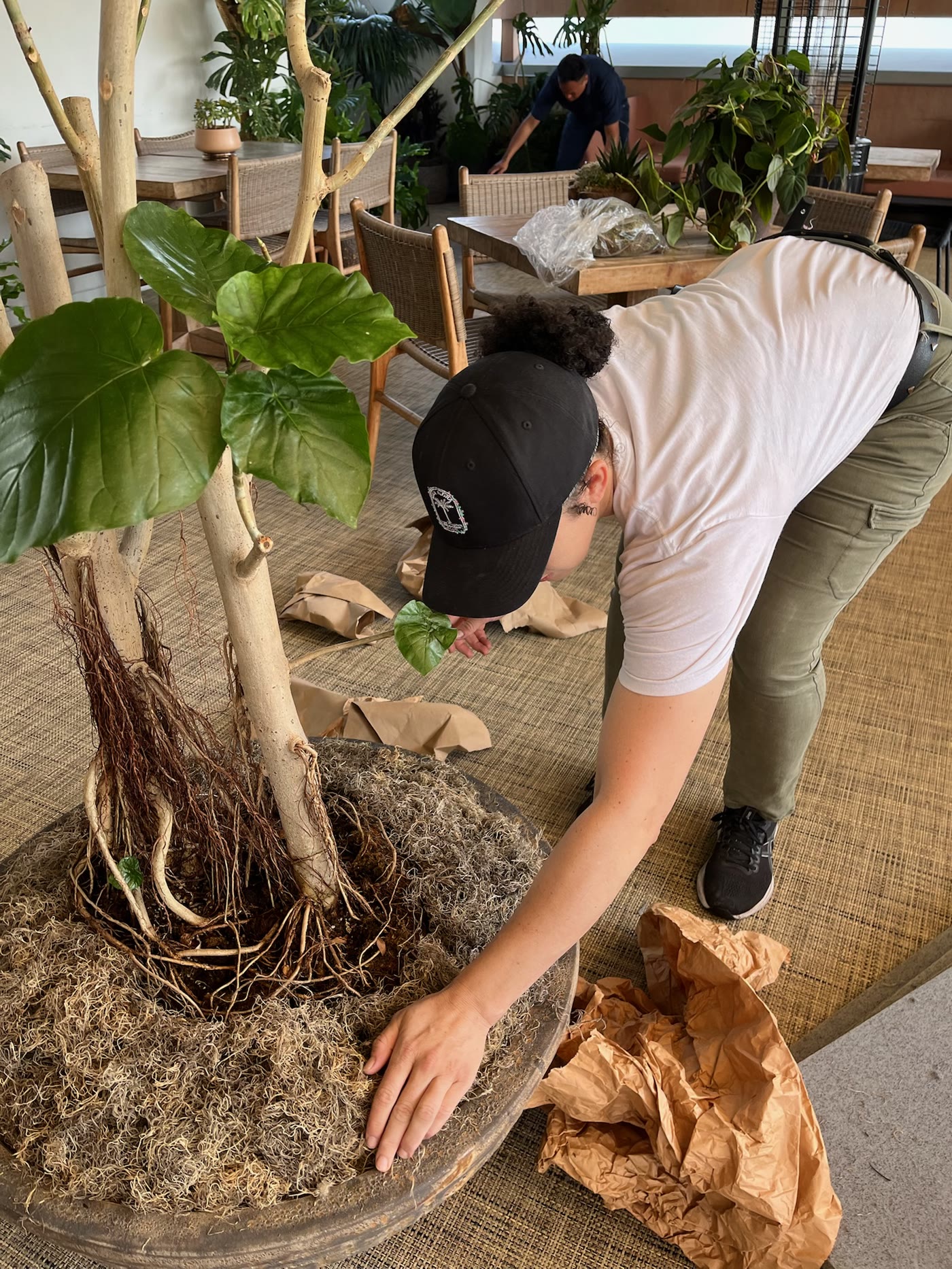 Planting day — a root ball going into the terrace bed