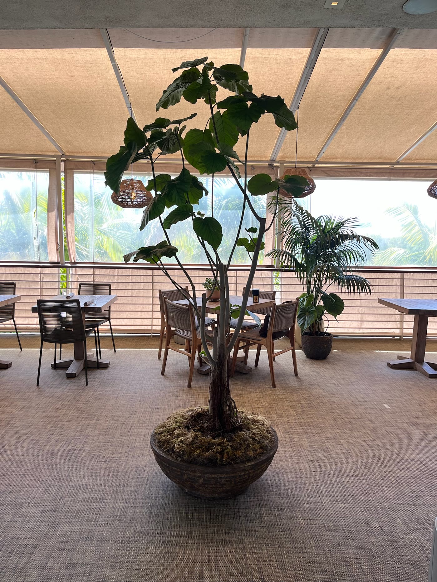 Ficus canopy between the window tables