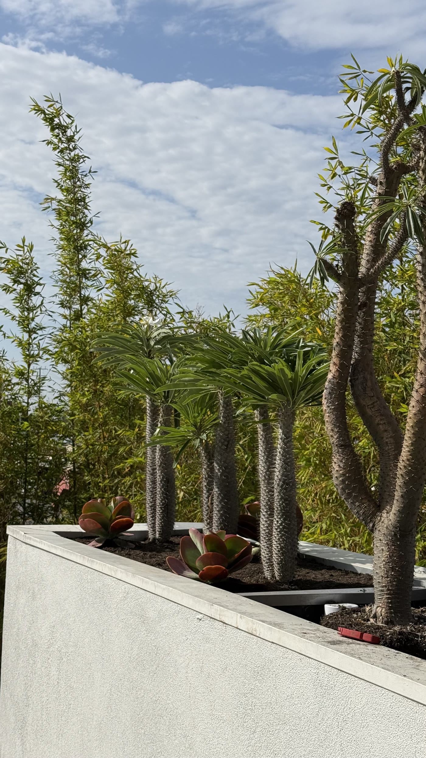 Sculptural pachypodiums in the exterior bed