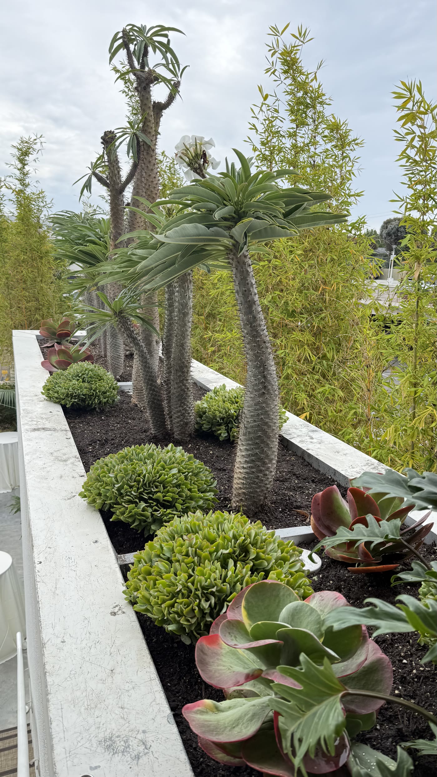 Clipped domes in the white planter boxes