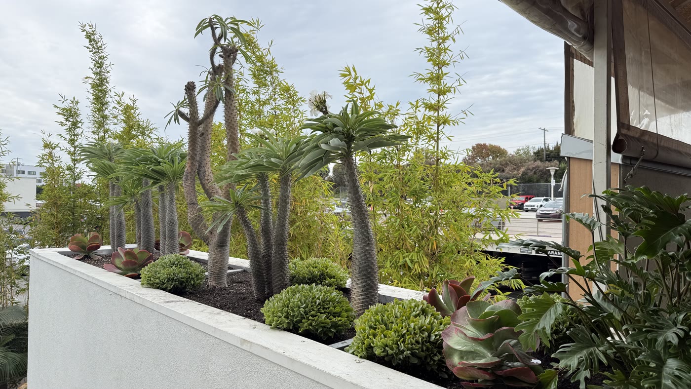 Pachypodium and succulent bed along the drive