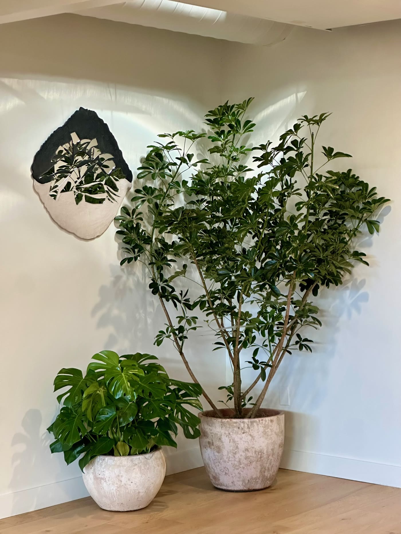 Schefflera silhouette against the white wall