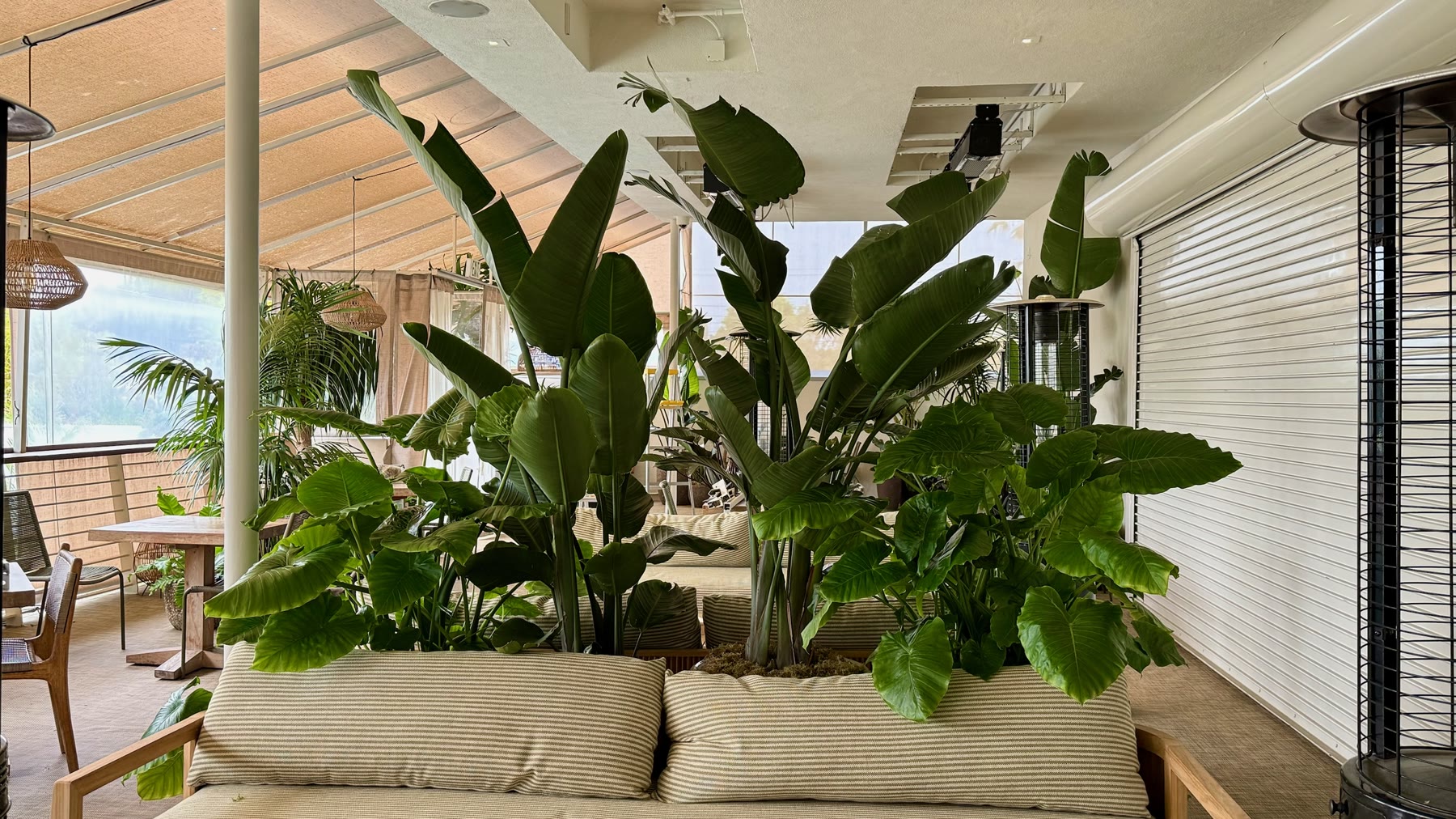 Giant birds of paradise rising from striped banquettes on the covered terrace