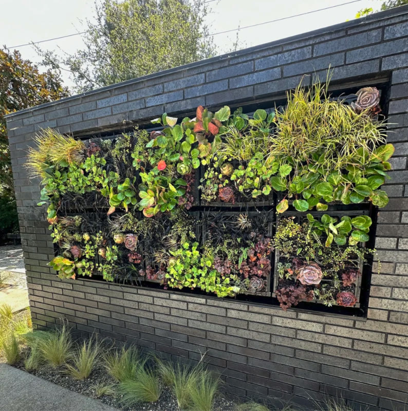 Succulent living wall set into a dark brick facade